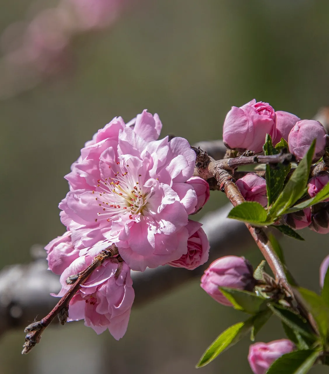 Vibrant Spring Blooms: Delicate Peach Blossom Clusters