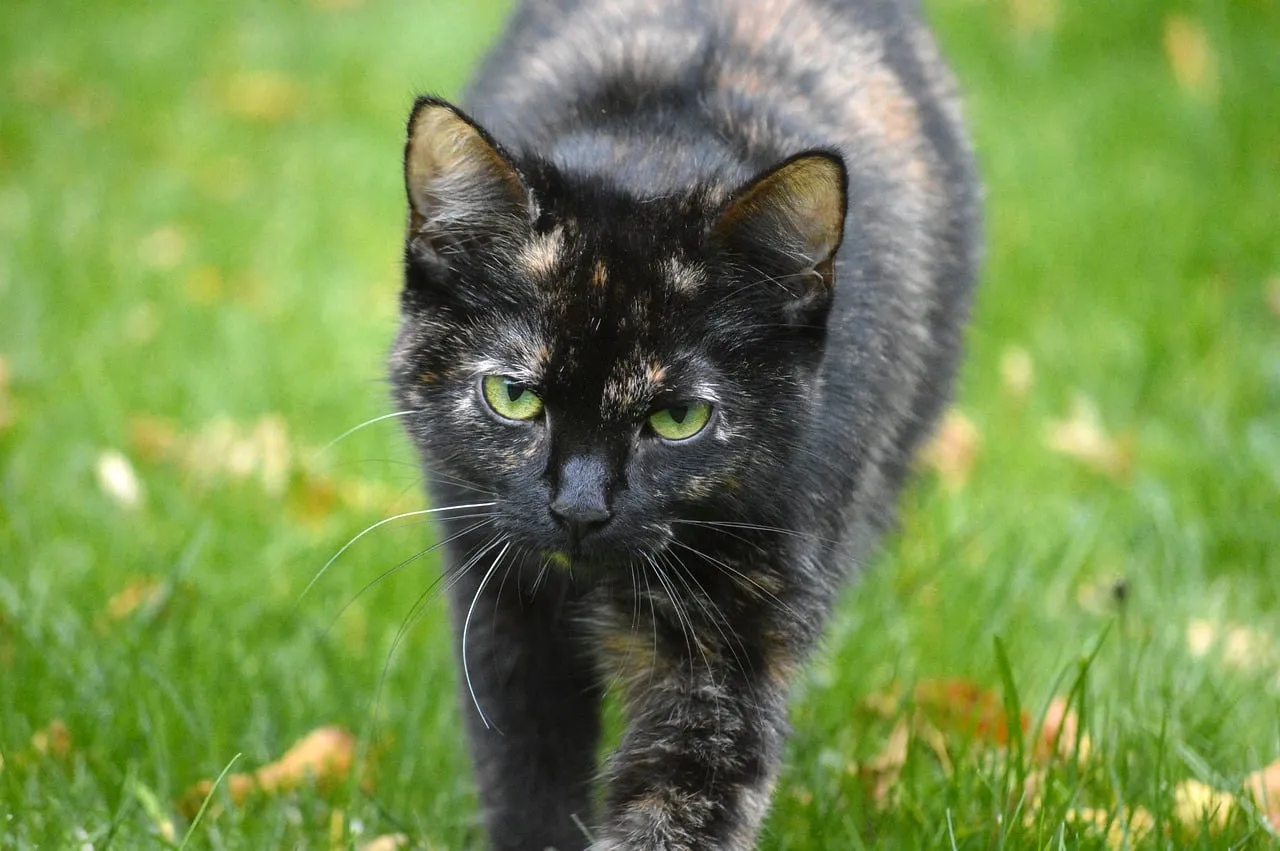 Striking Gaze: Tortoiseshell Cat's Outdoor Adventure