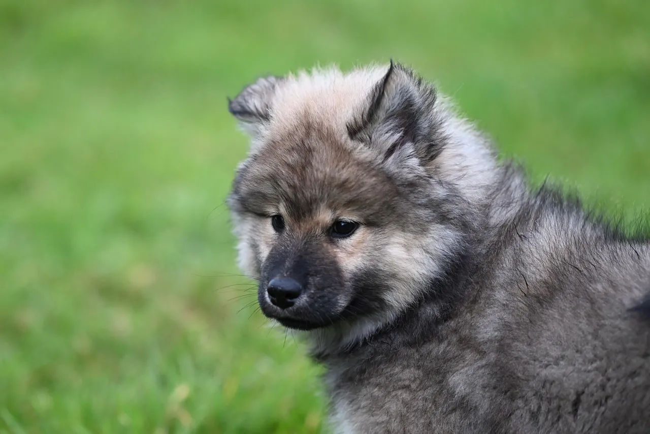 Adorable Eurasier Puppy: A Fluffy Friend in Nature