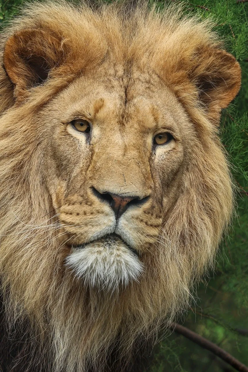 Majestic Lion: Intense Gaze of the Savannah King