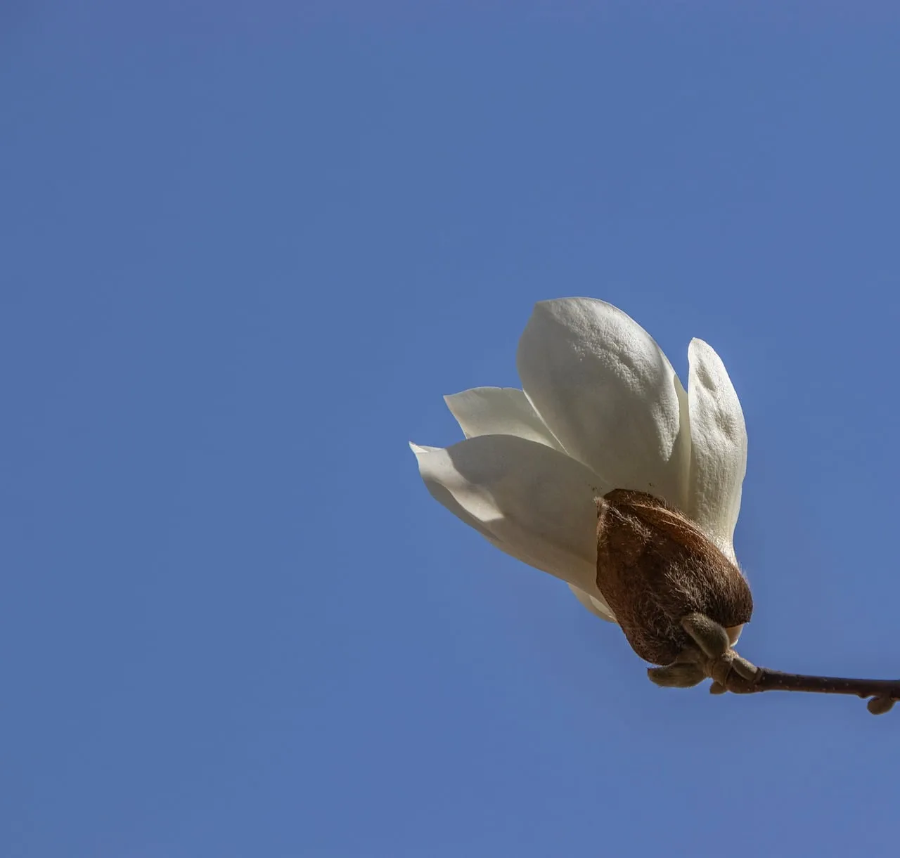 Stunning White Magnolia Bloom Against Blue Sky