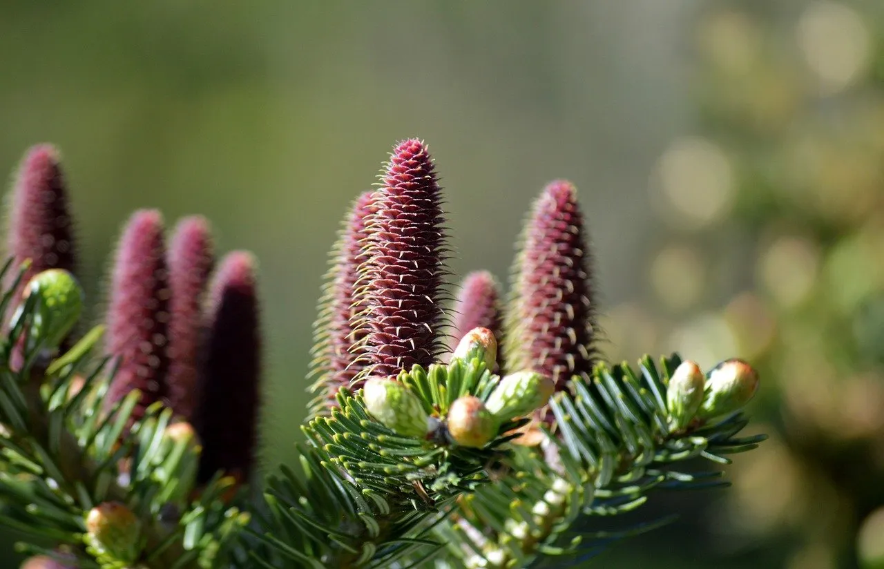 Vibrant Fir Cones: Nature's Spring Awakening in Macro