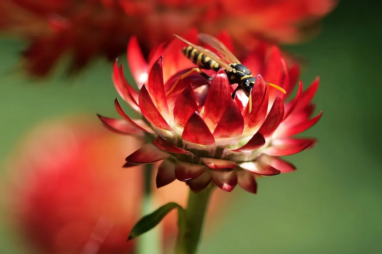 Vibrant Strawflower Blooms with Intricate Field Wasp