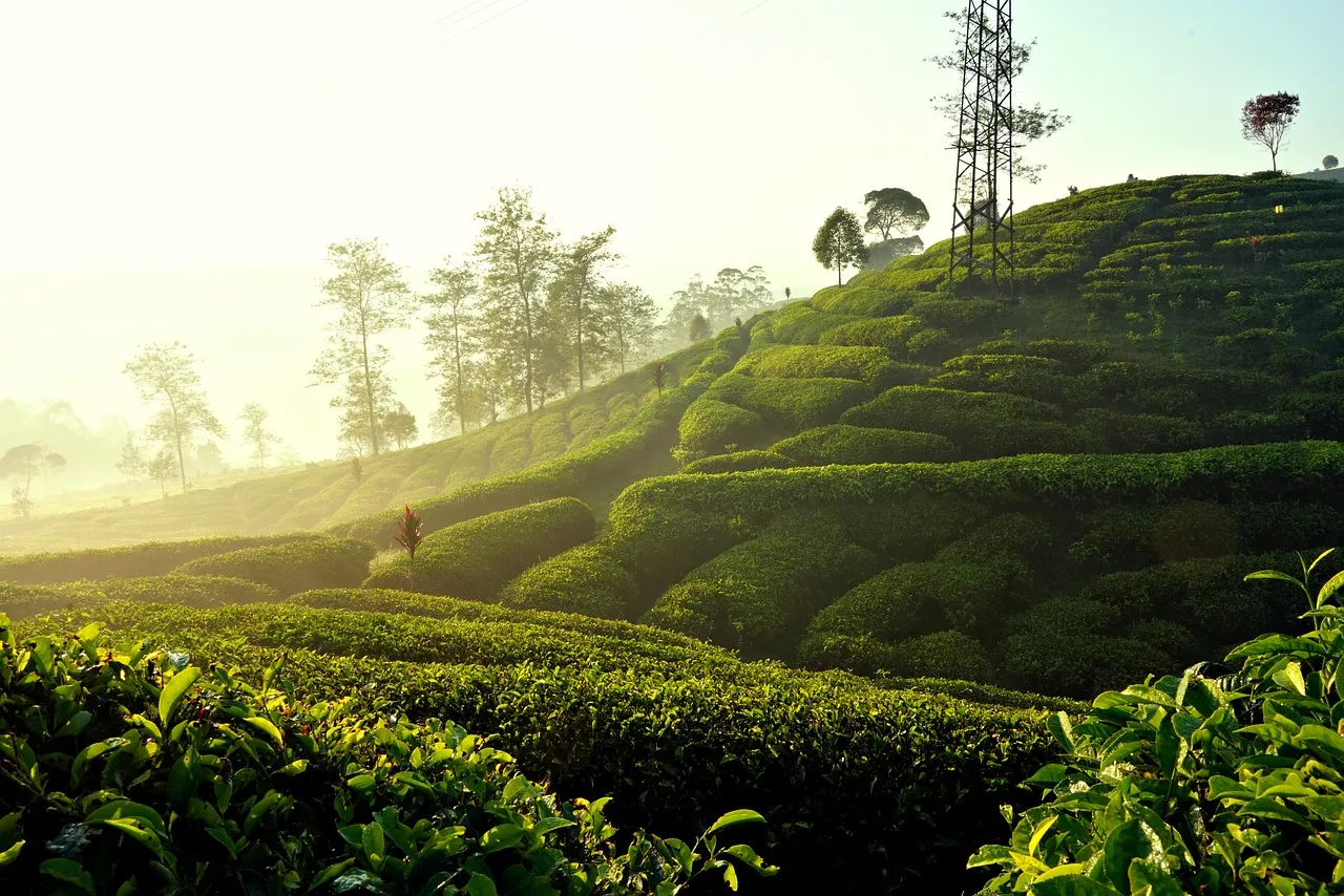 Breathtaking Sunrise Over Serene Tea Plantation Hills