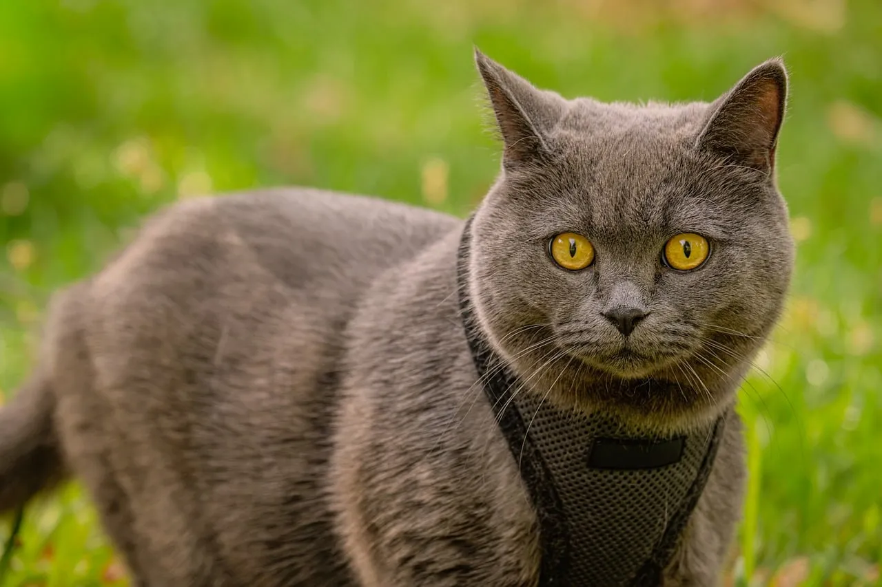 Captivating Gray Shorthair: Golden Eyes in Lush Greenery