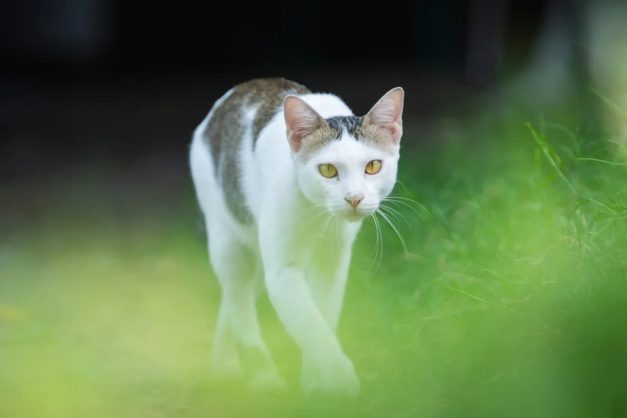 Enchanting Gaze: White Cat Stalking Through Greenery