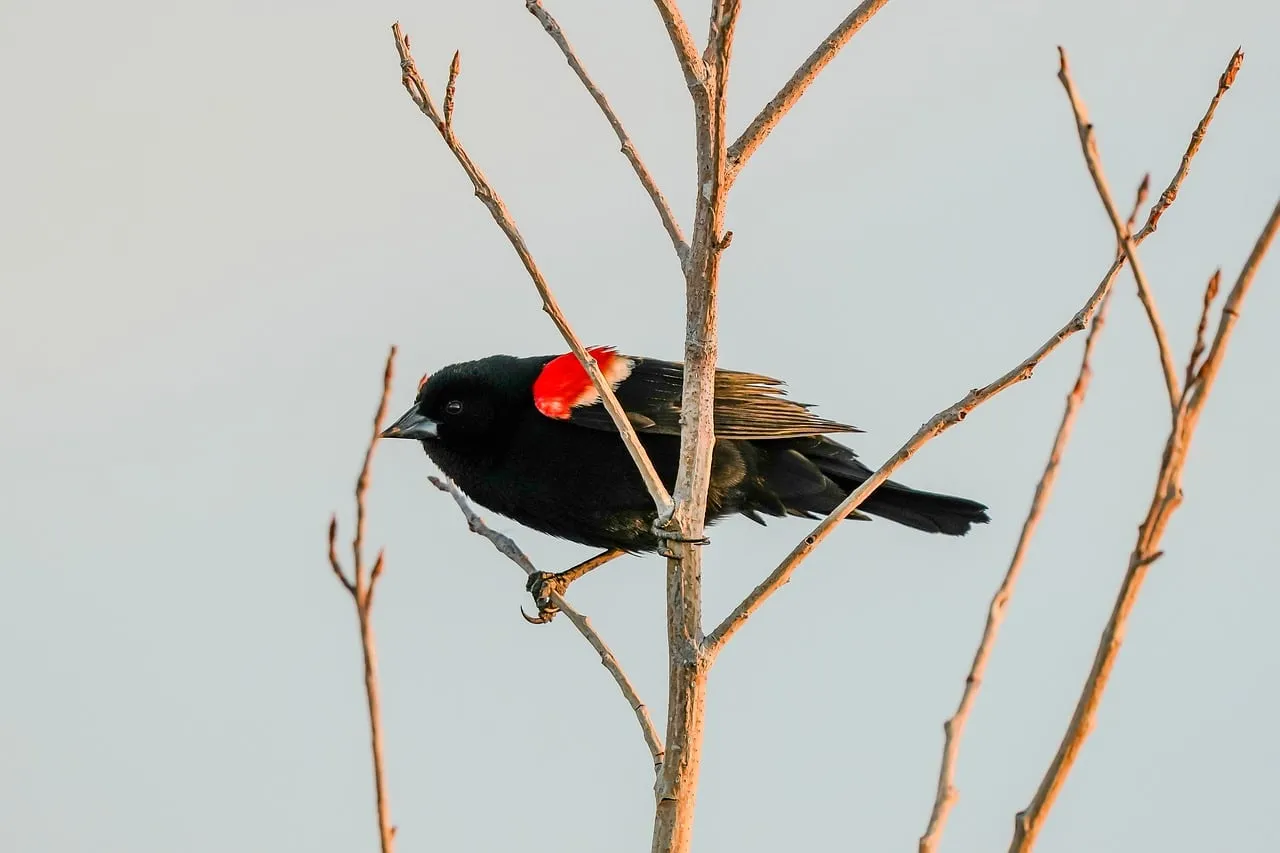 Vibrant Red-winged Blackbird Perched on Branch in Nature