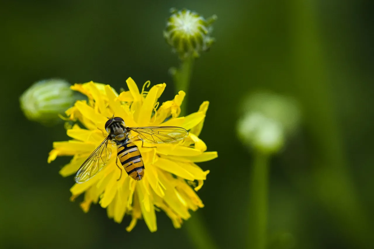 Vibrant Hover Fly on Dandelion: Nature's Intricate Beauty