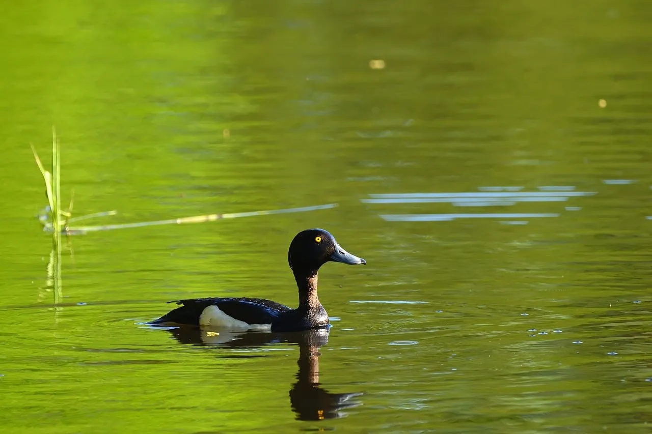 Serene Tufted Duck Gliding on Vibrant Green Water