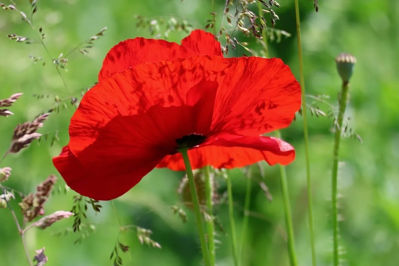 Vibrant Red Poppy: Delicate Petals in Summer Sunlight