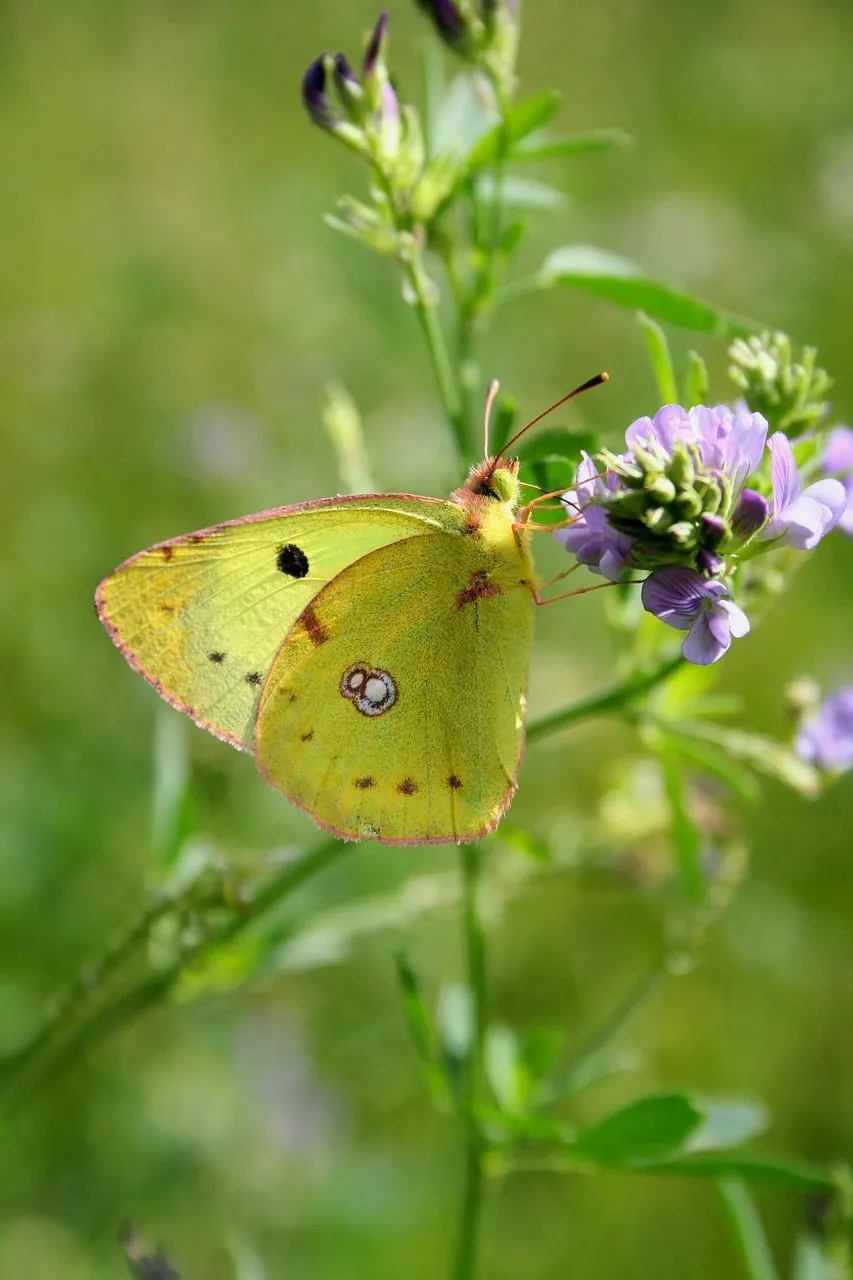 Vibrant Yellow Butterfly Nectaring on Wildflower in Summer
