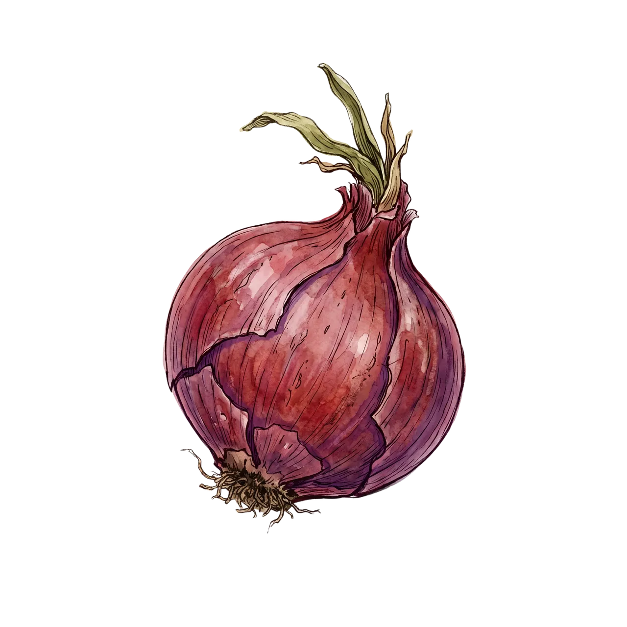 Vibrant Red Onion Watercolor Sketch on Black Canvas