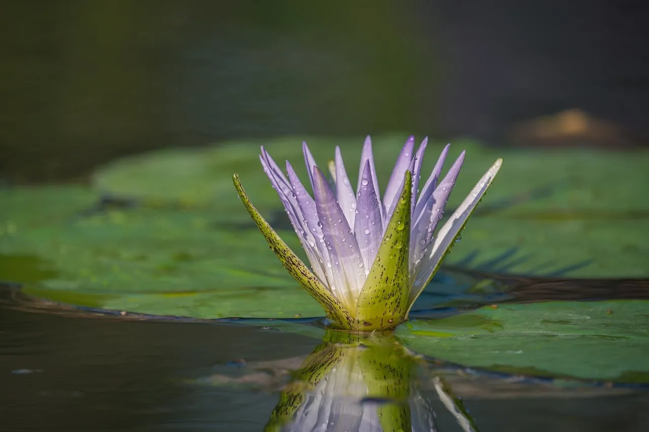 Serene Purple Water Lily with Dew Drops on Pond