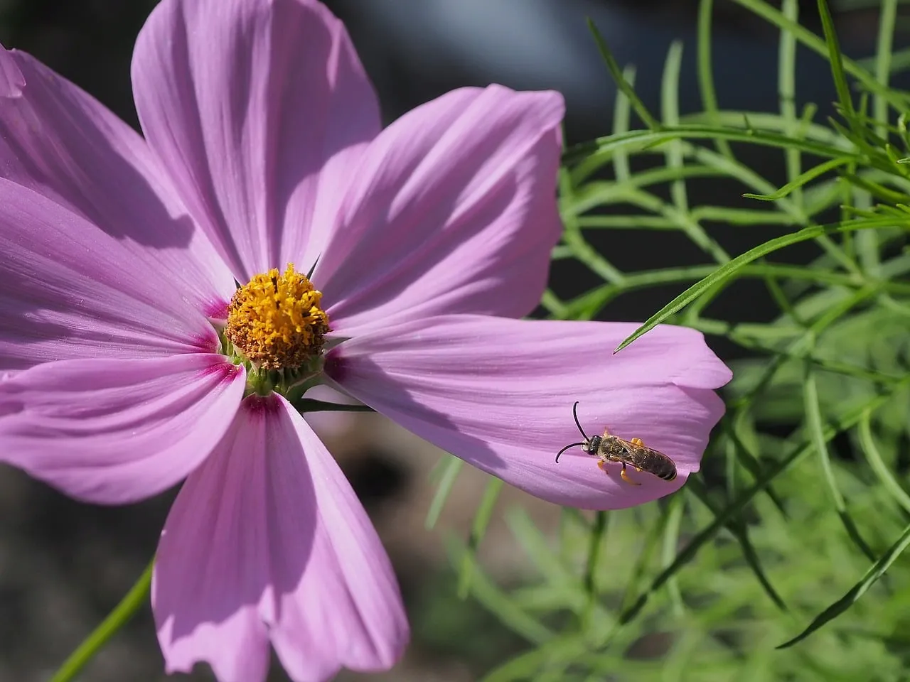 Vibrant Pink Cosmos Bloom with Buzzing Bee