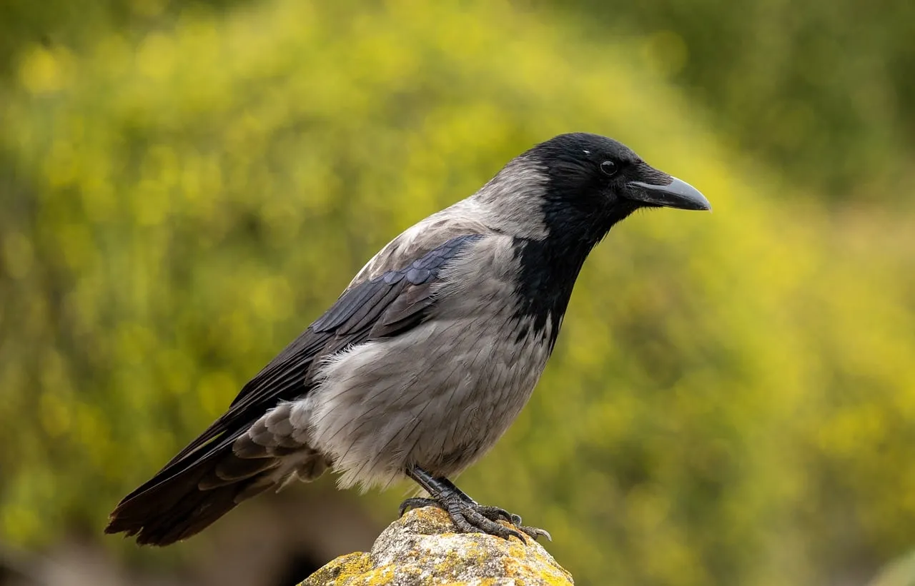 Majestic Hooded Crow Perched in Nature's Embrace