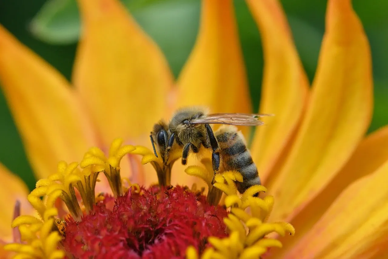Vibrant Zinnia: Honeybee's Nectar Quest in Macro