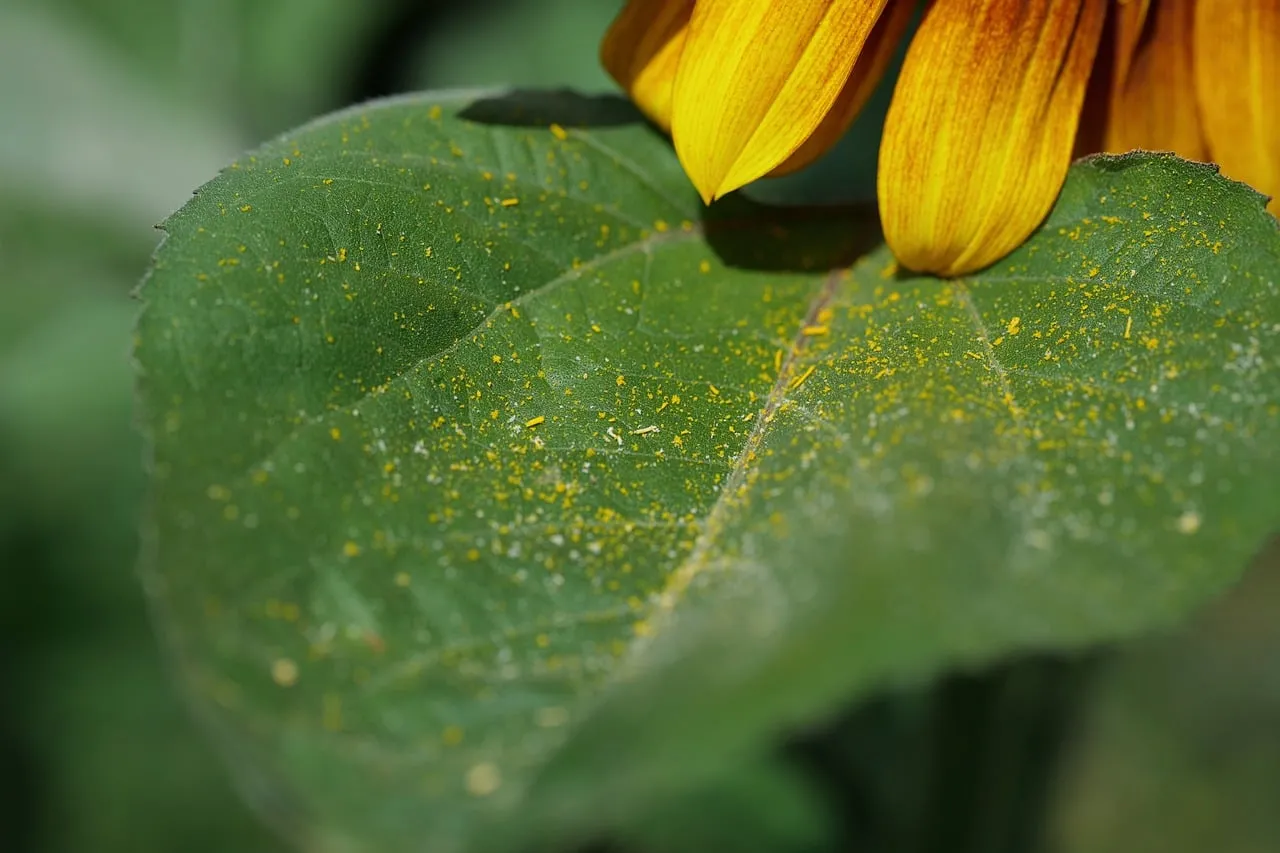 Vibrant Sunflower: Macro View of Pollen-Dusted Leaf