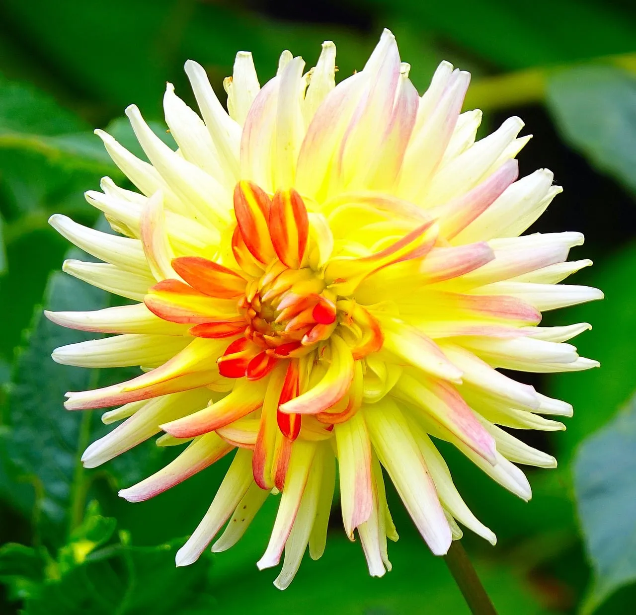 Vibrant Yellow Dahlia: A Stunning Summer Bloom