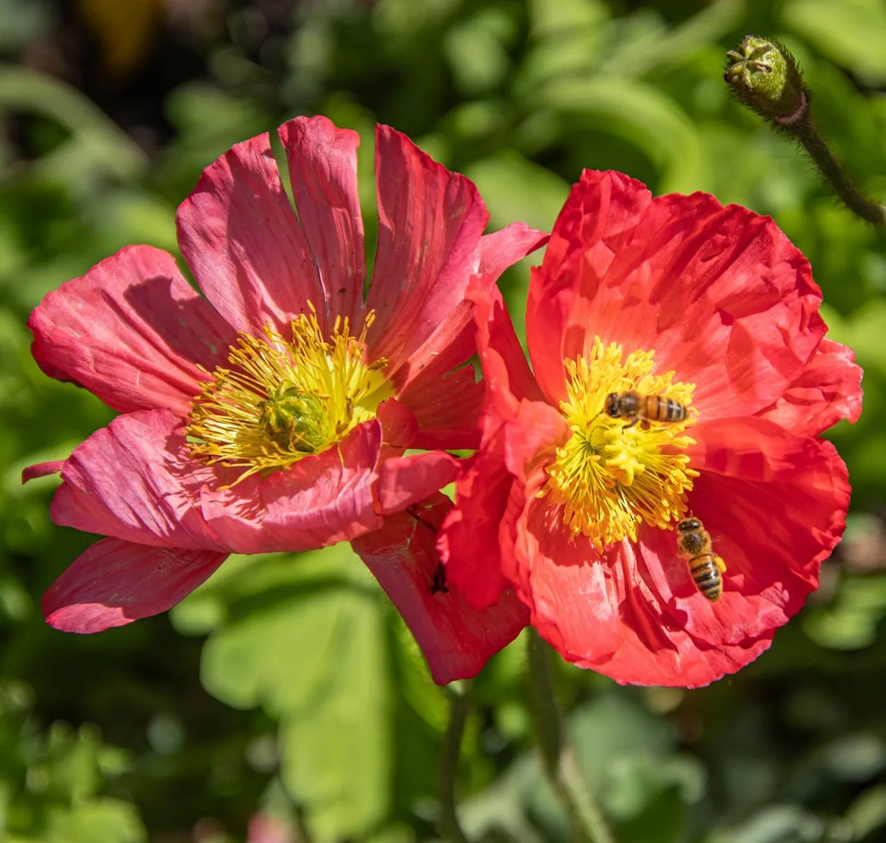 Vibrant Poppies: Bees Buzzing in a Sunlit Spring Garden