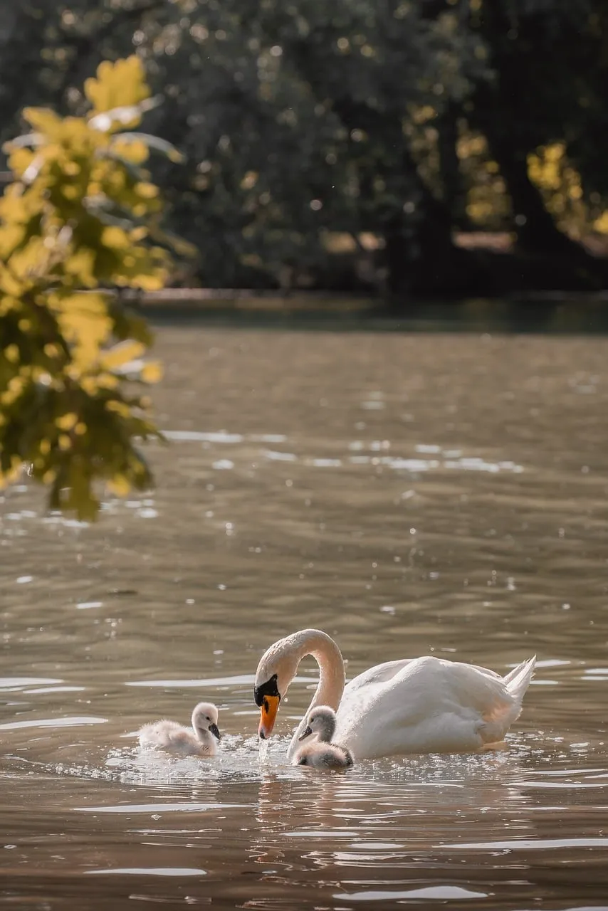 Tender Swan Mother Nurtures Cygnets in Woodland Pond