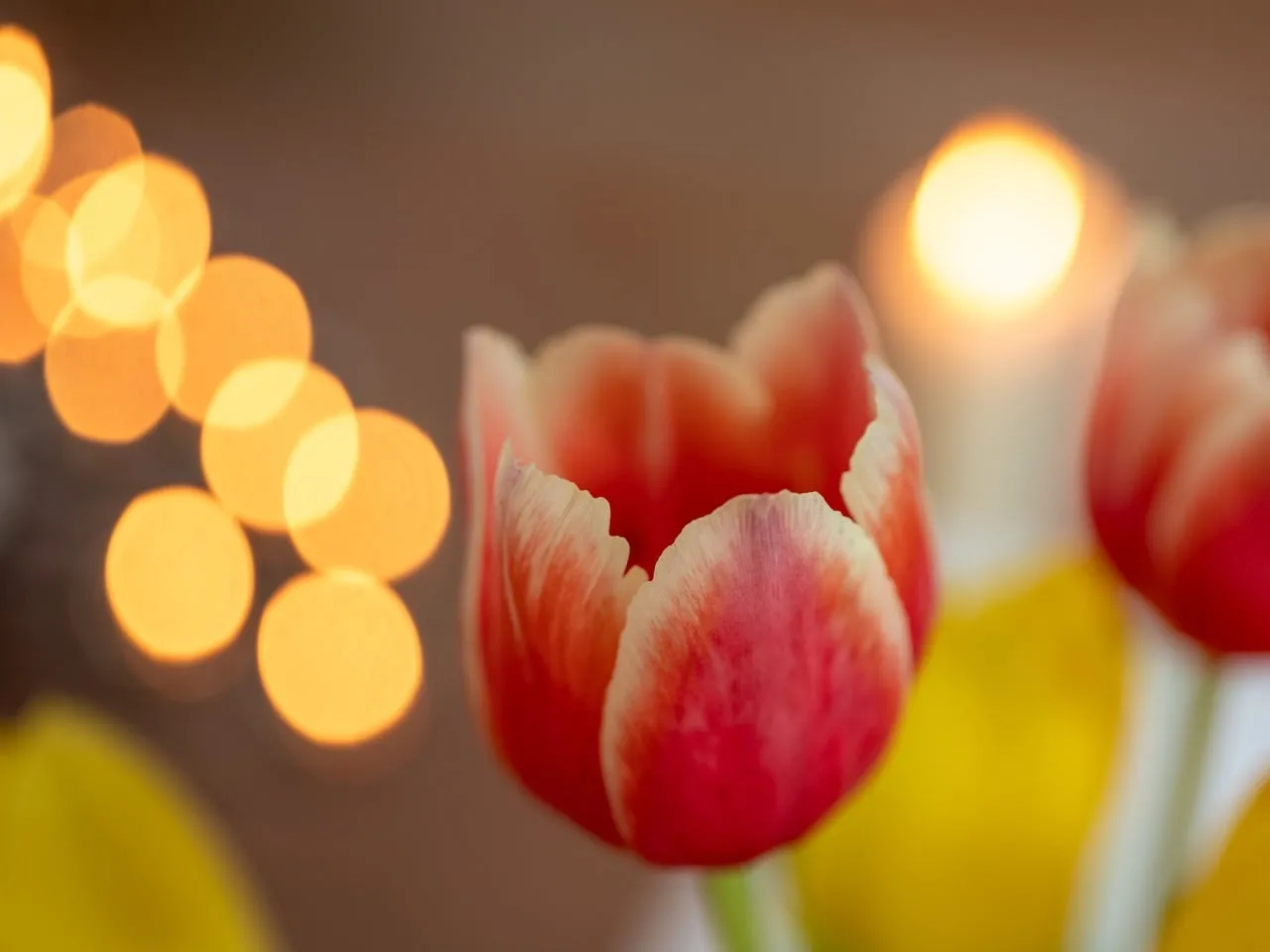 Vibrant Tulip Illuminated by Warm Candlelight Bokeh
