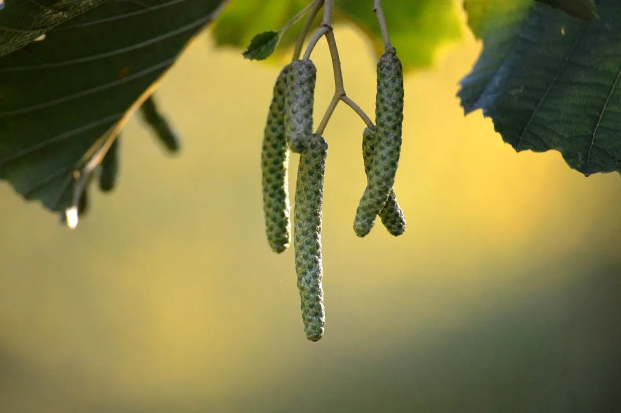Vibrant Green Catkins: Spring's Fresh Natural Awakening