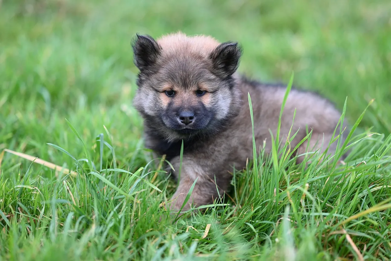Adorably Fluffy Eurasier Puppy: Aila's First Outdoor Adventure