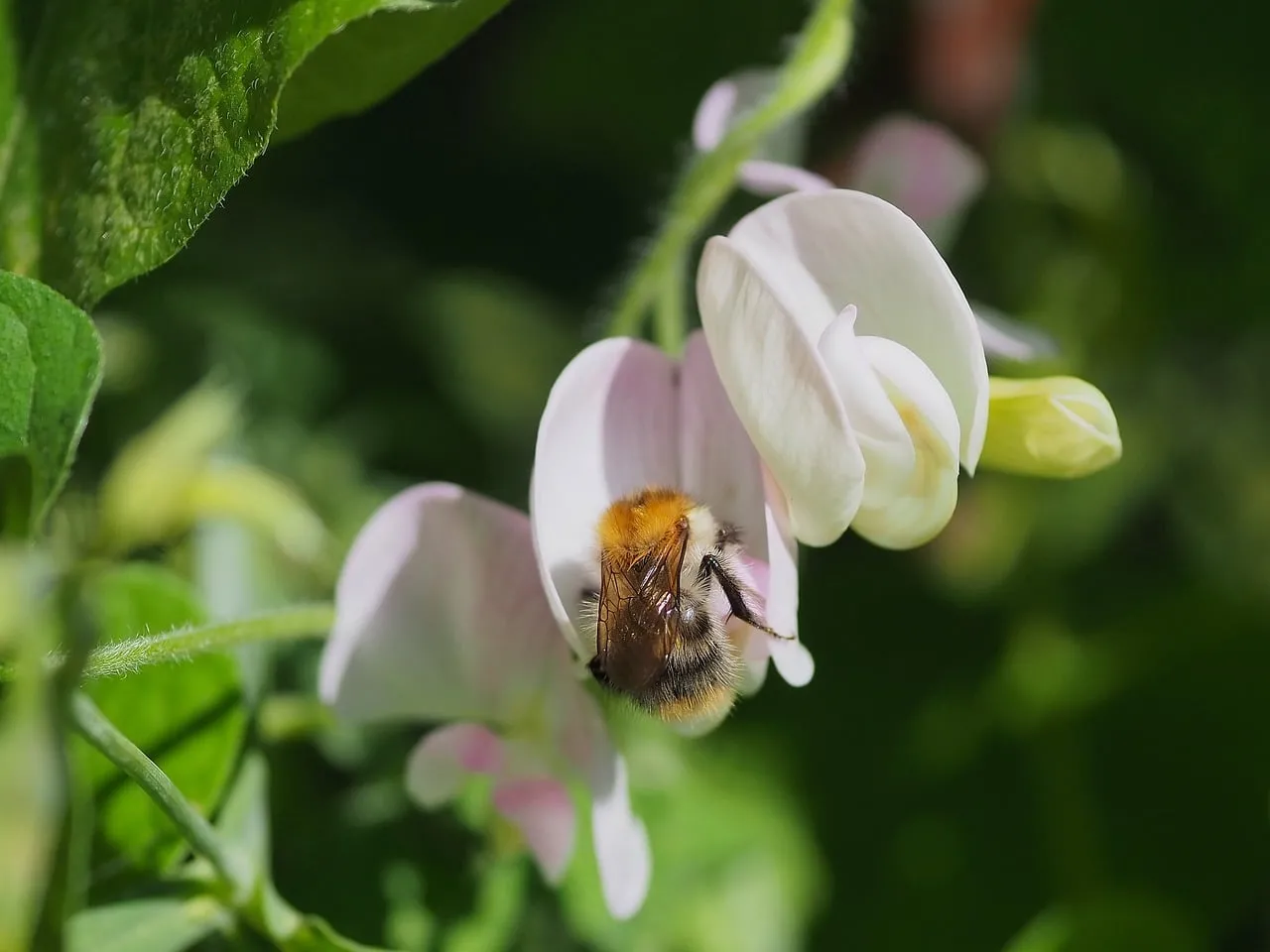 Vibrant Macro: Busy Bumblebee Pollinating White Vetch Blossom