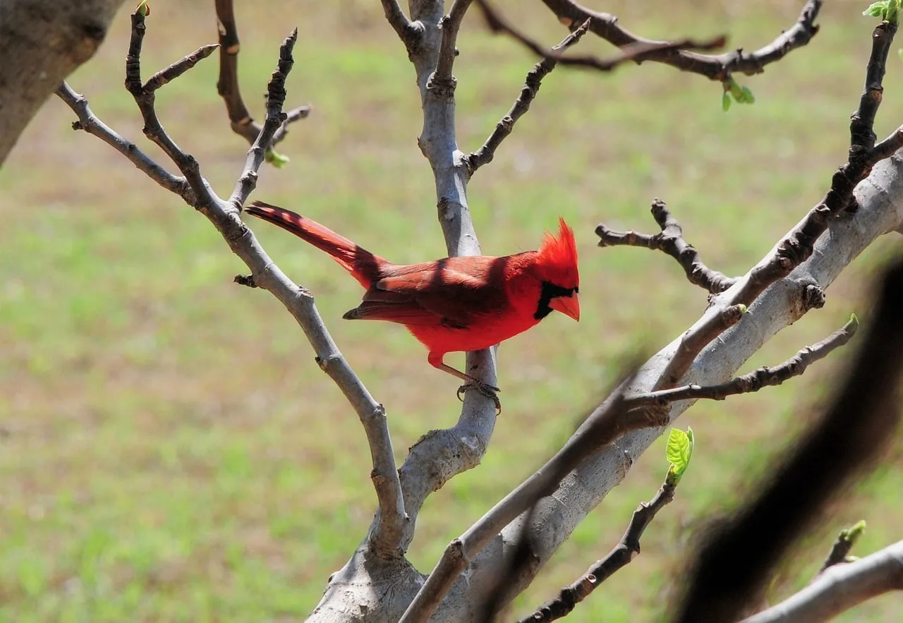 Vibrant Red Cardinal Perched on Branch in Spring Wilderness