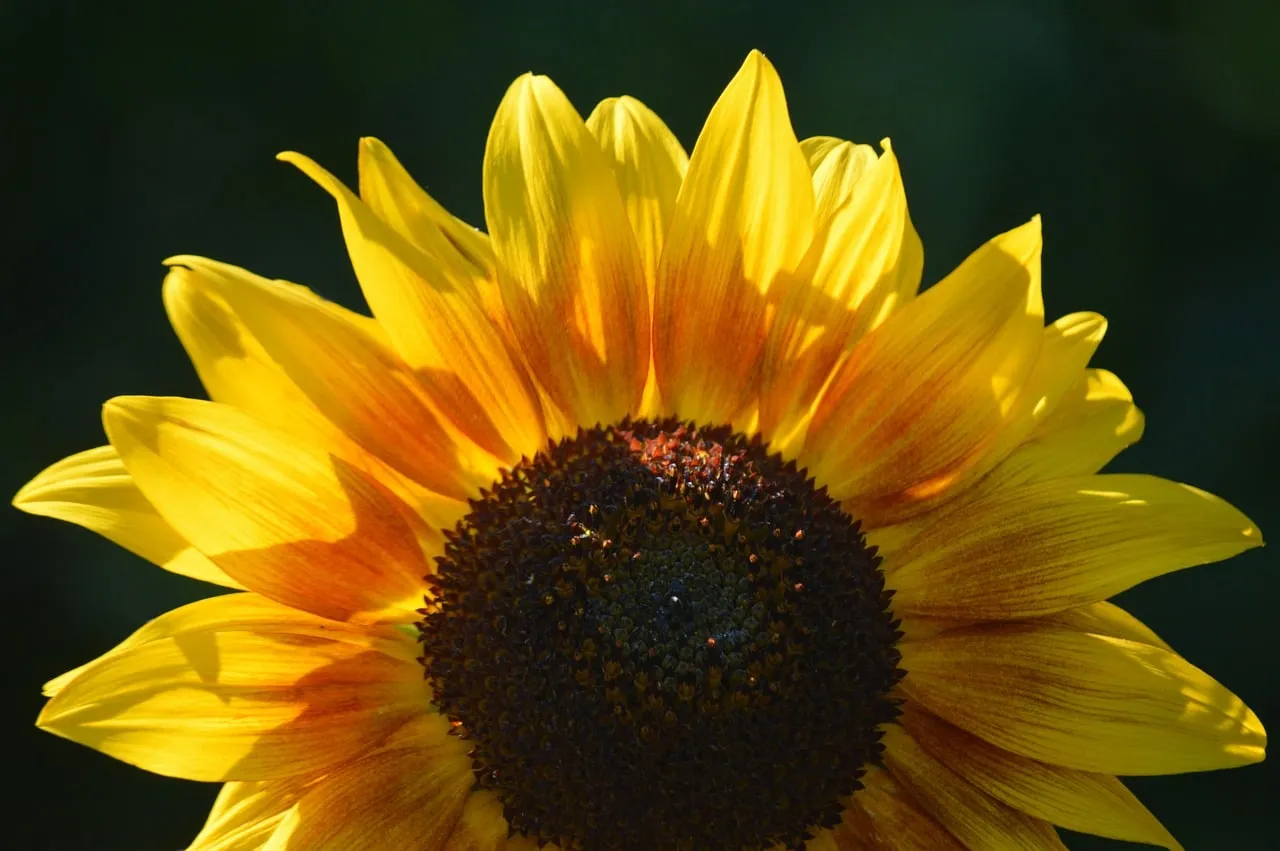 Vibrant Sunflower Macro: Sunny Nature's Beauty Unveiled