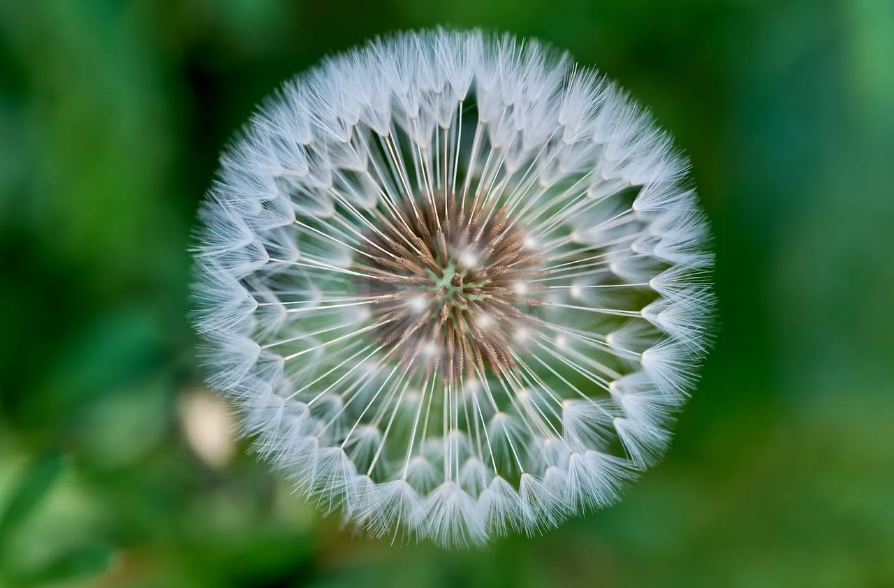 Breathtaking Dandelion: Macro View of Nature's Delicate Symmetry
