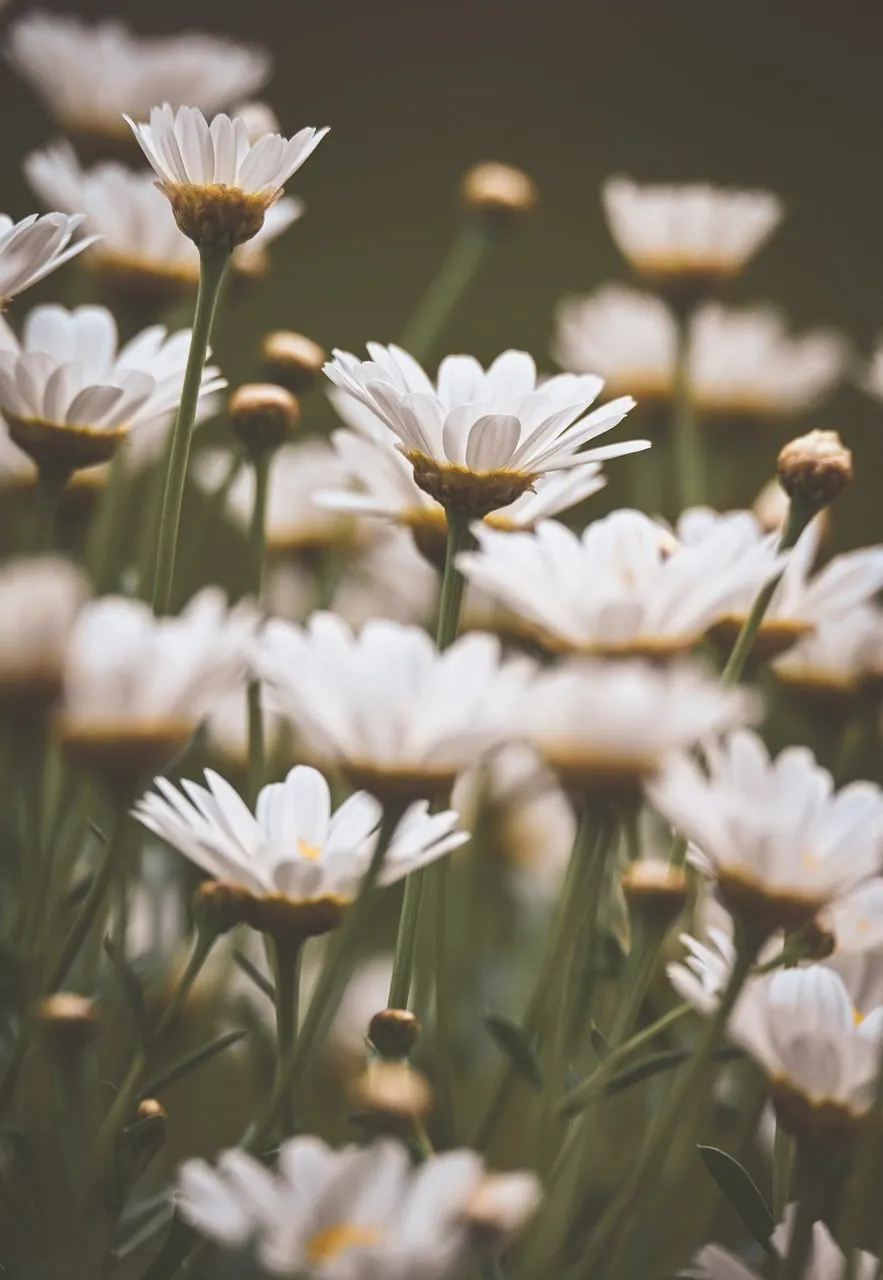 Delicate White Daisies: A Romantic Summer Garden Macro