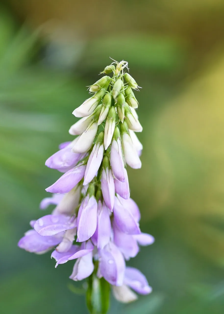 Vibrant Purple Galega: Nature's Delicate Spring Blossom Close-Up