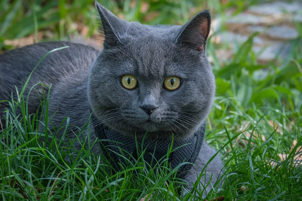 Stunning Grey British Shorthair Gazing Intently in Lush Grass