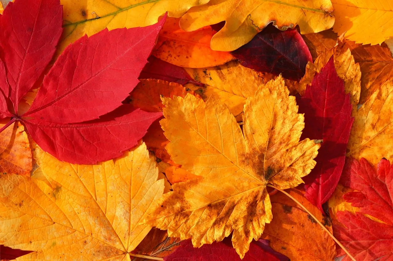 Vibrant Autumn Symphony: Close-Up of Dazzling Fall Leaves