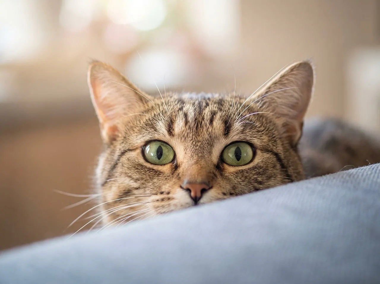 Enchanting Gaze: A Curious Tabby Cat's Homely Portrait