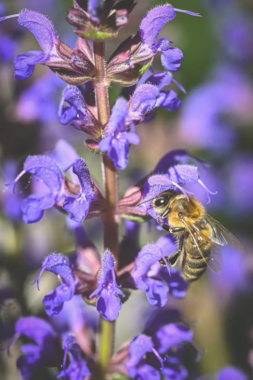 Vibrant Macro: Busy Bee on Purple Sage Bloom