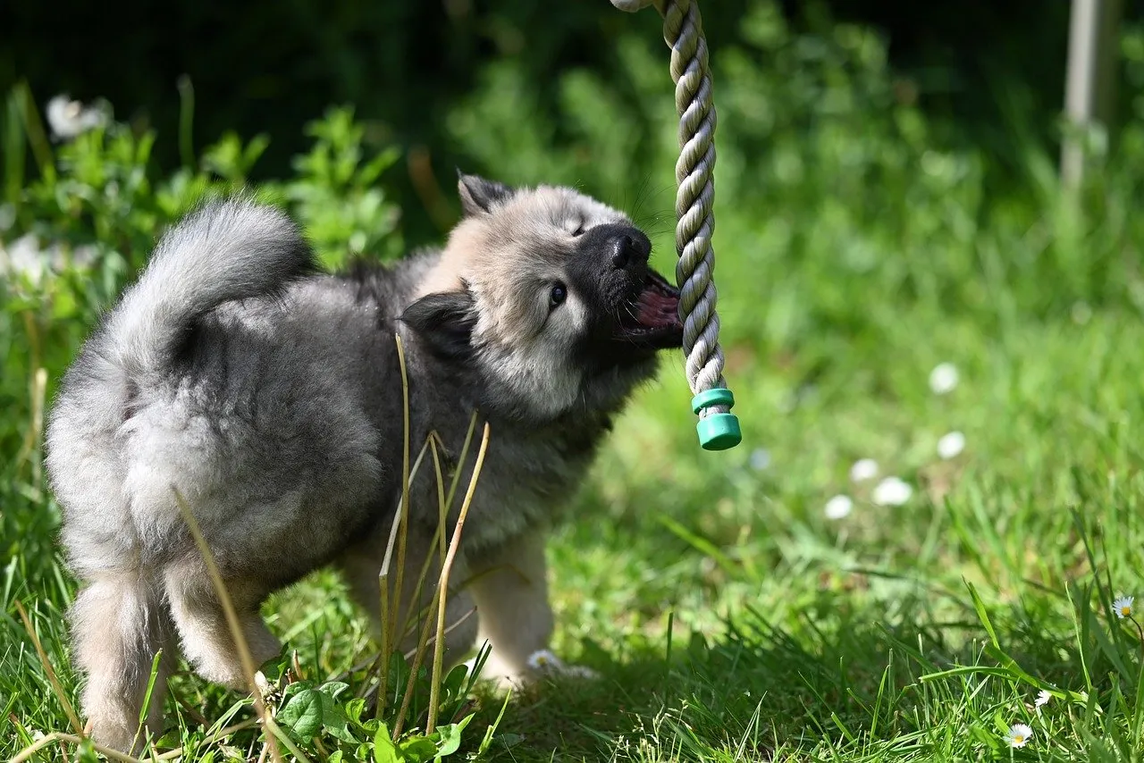 Adorable Eurasier Puppy Playfully Tug-of-War Outdoors