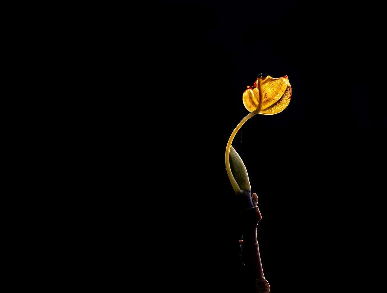 Mystic Golden Bud: Nature's Ethereal Silhouette on Black