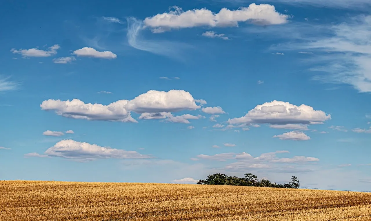 Golden Harvest Field Under a Vivid Blue Sky