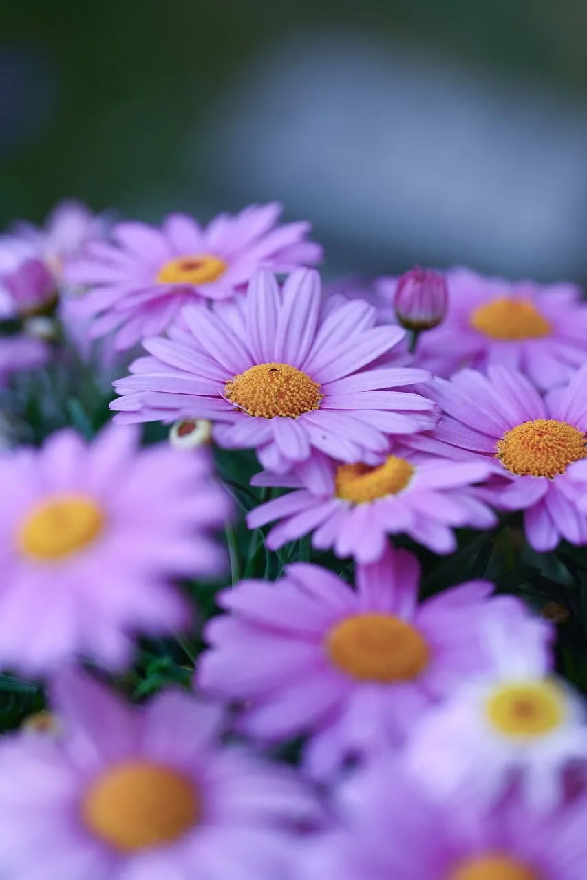 Vibrant Purple Daisies: A Macro Shot of Spring's Beauty