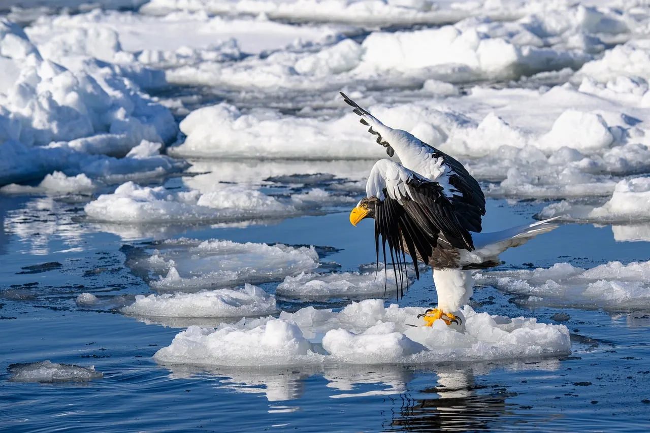Majestic Steller's Sea Eagle Navigating Icy Hokkaido Waters