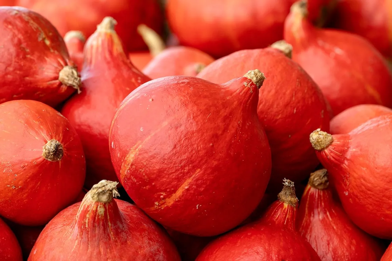 Vibrant Autumn Harvest: Organic Red Kuri Pumpkins