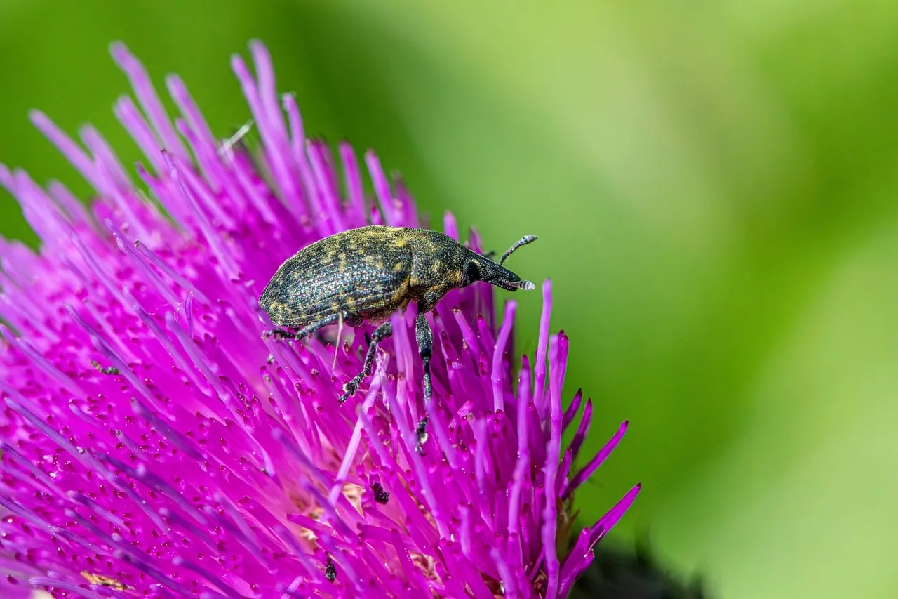 Vibrant Macro: Beetle on Blooming Purple Thistle