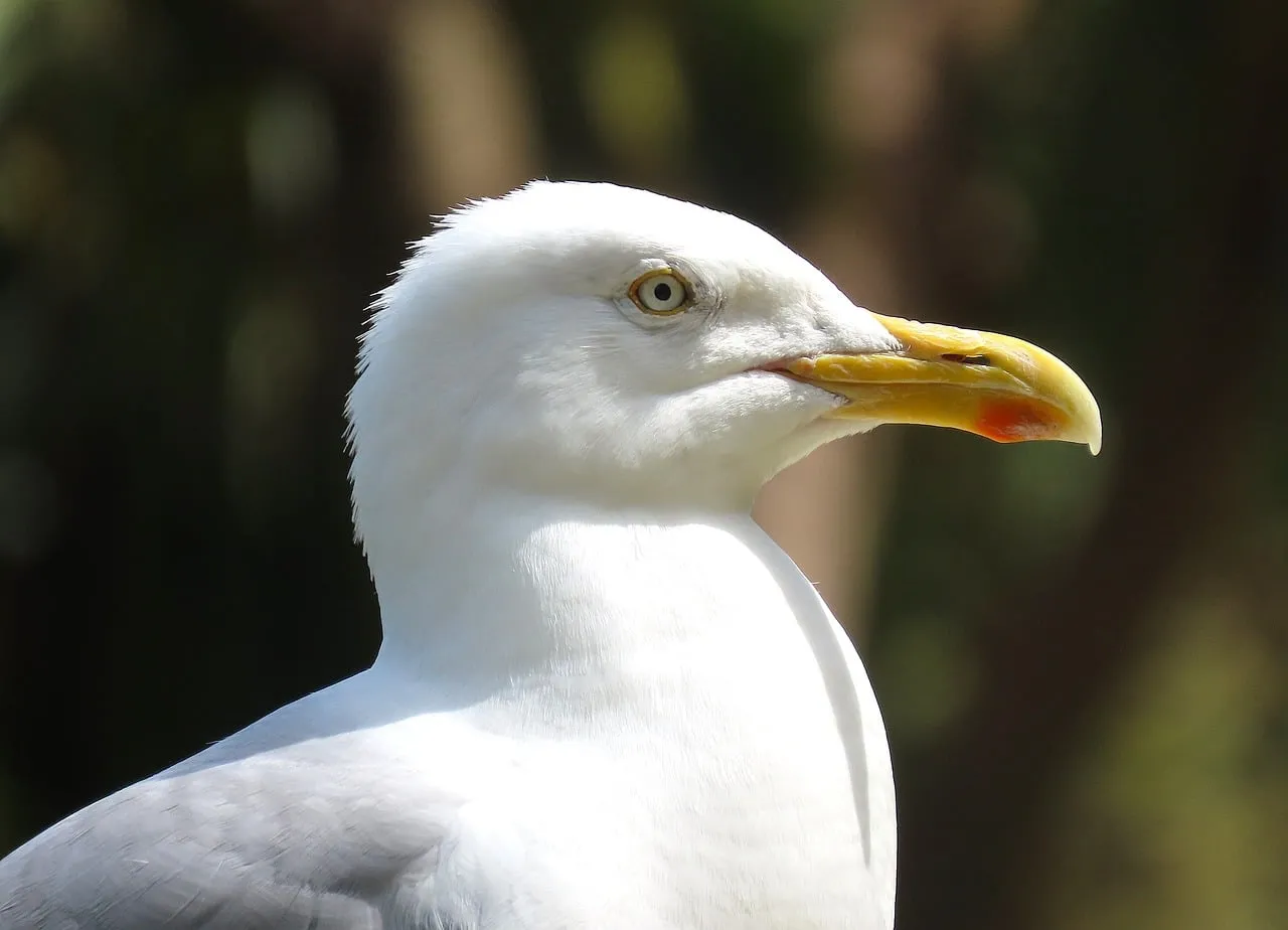 Majestic Seagull Profile: A Glimpse of Coastal Serenity