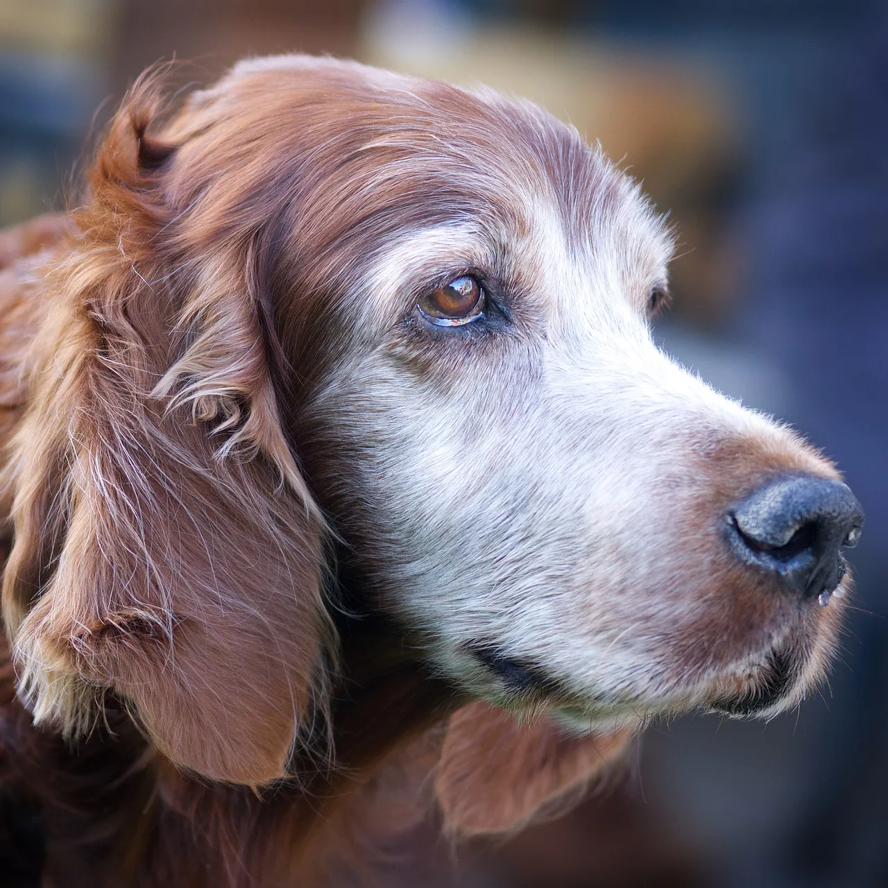 Majestic Irish Setter: A Portrait of Grace and Wisdom