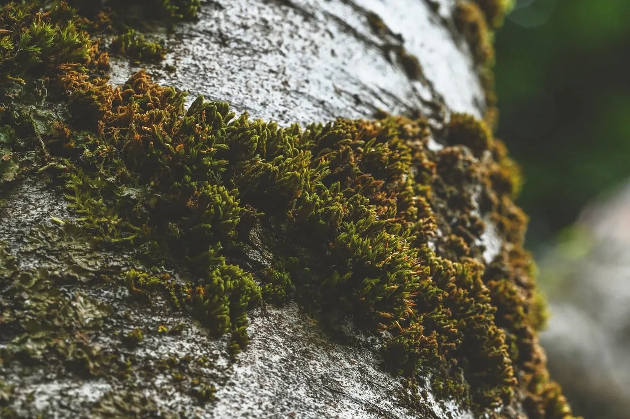 Vibrant Moss Hugs Ancient Bark: A Close-Up of Nature's Embrace