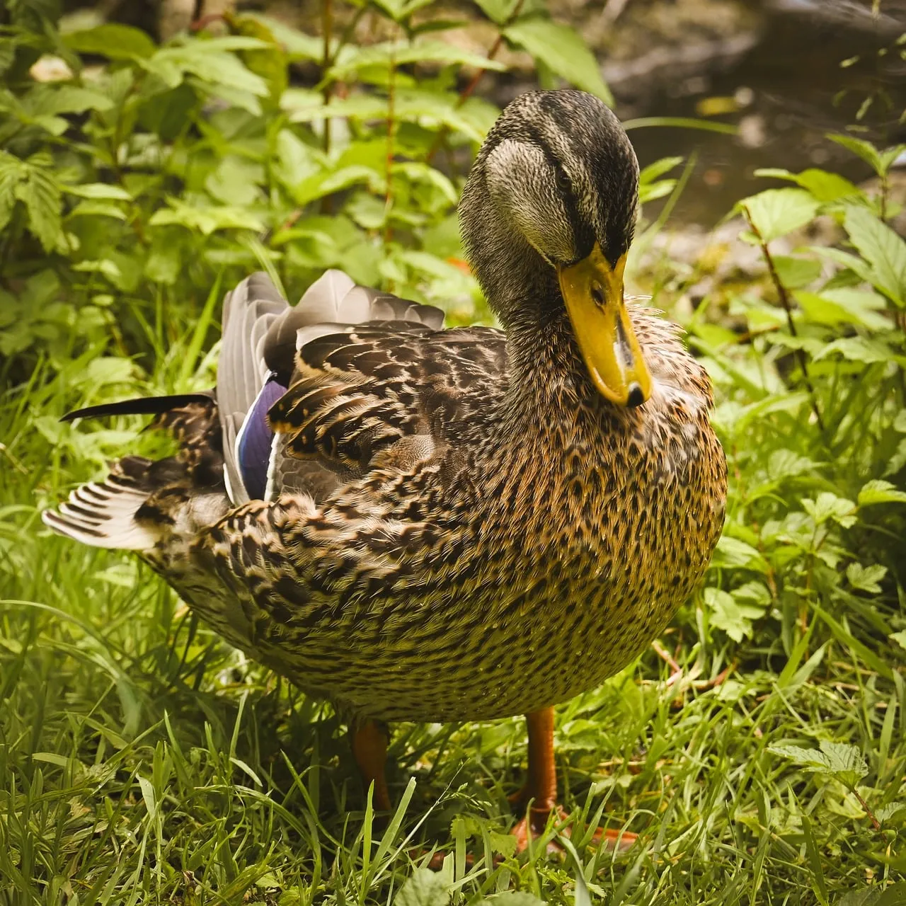 Serene Duck Resting in Lush Green Grass