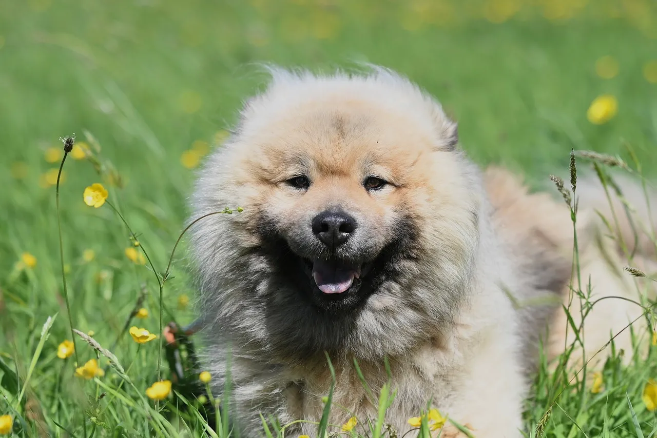 Charming Eurasier: Fluffy Companion in a Sunlit Meadow