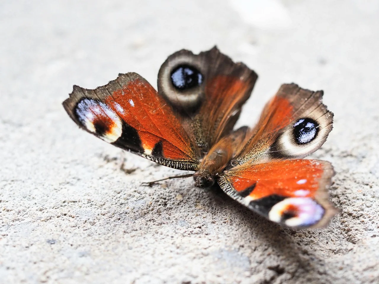 Vibrant Peacock Butterfly: A Stunning Macro Nature Shot